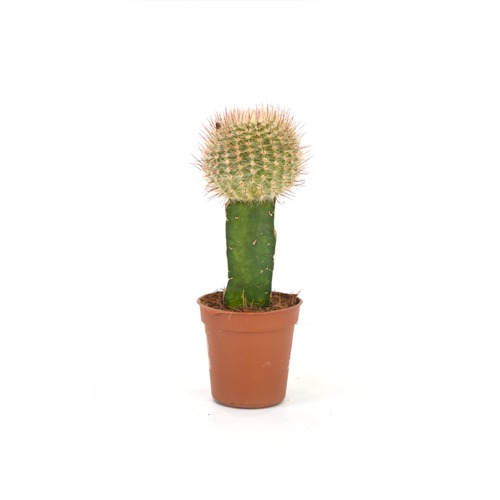 Cactus Crafted Plant | Plants For Decor | Decor | Plants | Indoor Plants