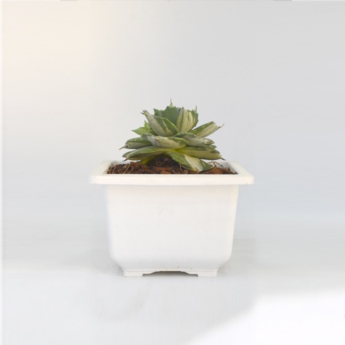 Succulents | Small Succulent Plant | Plants For Decor | Decor | Plants | Indoor Plants