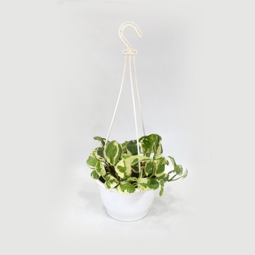 Scindspus Money Plant | Natural Live Plant |Hanging Plastic Pot | Air Purifying | Good Fortune Plant