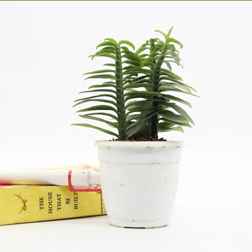 Pedilanthus Tithymaloides Nana Green Plant Plants For Decor | Decor | Plants | Indoor Plants