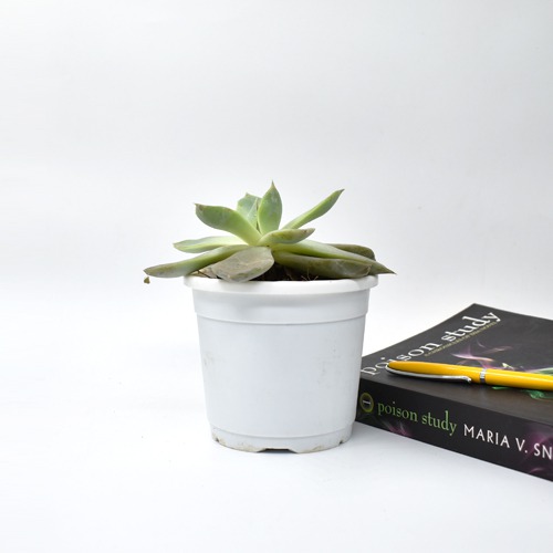 Echeveria Elegance Plant | Plants For Decor | Decor | Plants | Indoor Plants
