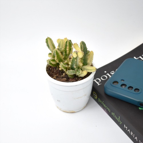Elongated Cactus  | Indoor Plants | Plants | Cactus