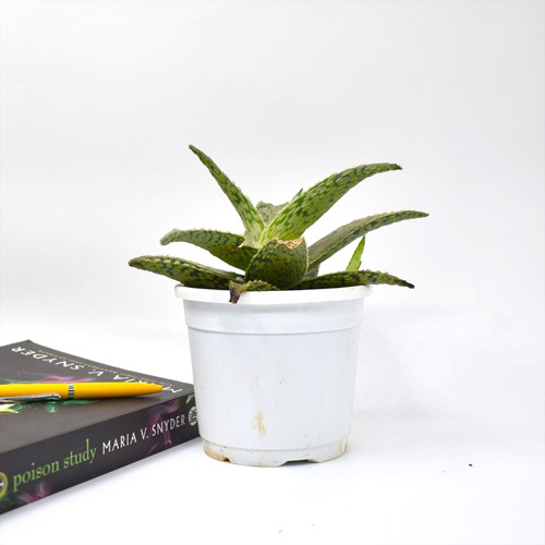 Aloe Snowflake Plants | Plants For Decor | Decor | Plants | Indoor Plants