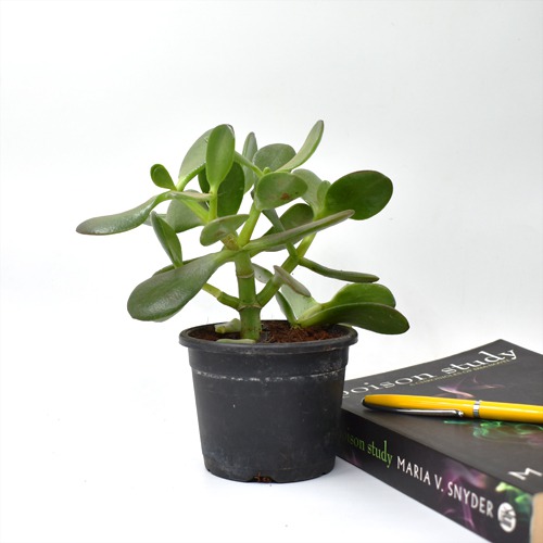 Jade Crassula Ovata Jade Plant | Lucky Plant Jade Plant Crassula ovata, Friendship Tree, Indoor Green Live Table Plant