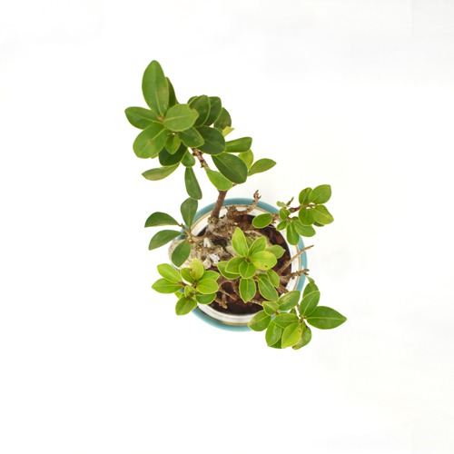 Bonsai Ficus | Ficus Indoor Real Bonsai Live Plants for Home | Office with Pot