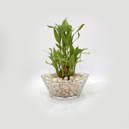 Lucky Bamboo Plant | 2 layer Lucky Bamboo Plant In Round Glass Jar/Bamboo/Indoor/Outdoor/living