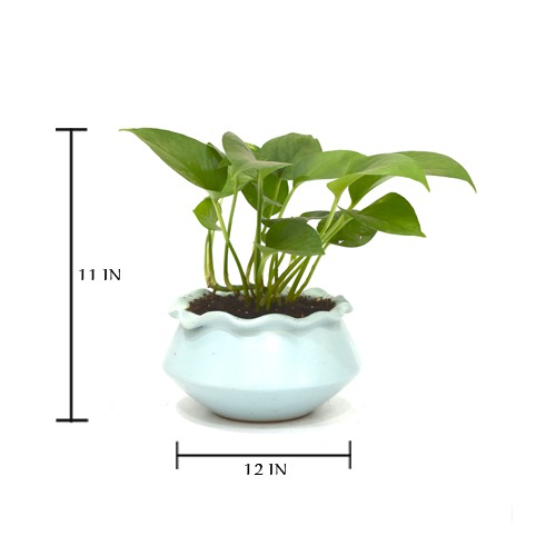 Golden Money Plant | Money Plant In Ceramic Pot | Money Plant | Indoor Plant