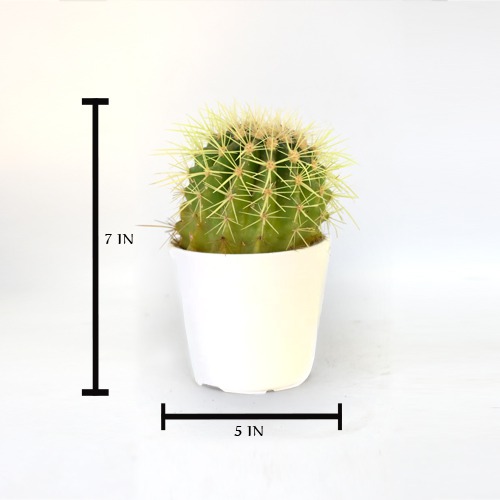 Assorted Succulents | Cactus Roseoluteus Ball Cactus With Little Pot