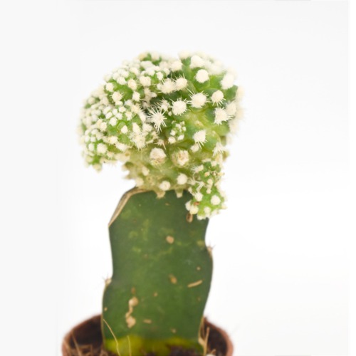 Cactus Crafted | Plants For Decor | Decor | Plants | Indoor Plants