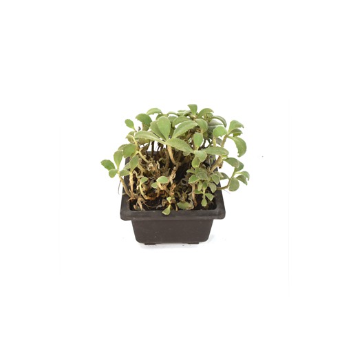 Assorted Succulent Plant  | Succulent |Plants For Decor | Decor | Plants | Indoor Plants