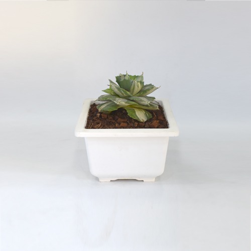 Succulents | Small Succulent Plant | Plants For Decor | Decor | Plants | Indoor Plants