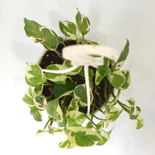 Scindspus Money Plant | Natural Live Plant |Hanging Plastic Pot | Air Purifying | Good Fortune Plant