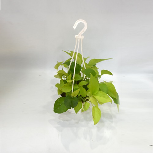 Golden Money Plant Hanging  |  Money Plant With Hanging Basket - Air Purifier Plant - Indoor/Outdoor Plant