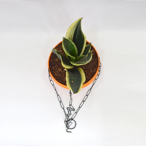 Snack Plant Hanging | Air Purifying Snake Plant (Sansevieria Golden) with Hanging Pot
