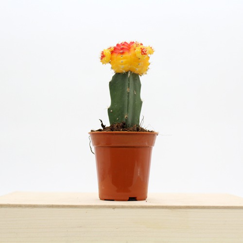 Moon Cactus Live Plant ( Yellow and pink) | Natural Live Plant | Plastic Pot | Air Purifying | Succulent