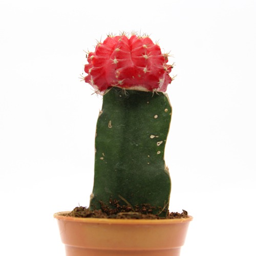 Red Moon Cactus Live Plant | Natural Live Plant | Plastic Pot | Air Purifying | Succulent