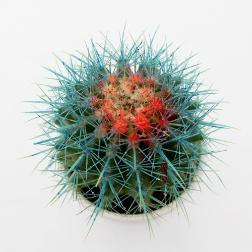 Echinocactus grusonii Painted Non-Grafted Blue -Orange Cactus |  Colourful cactus | Cactus