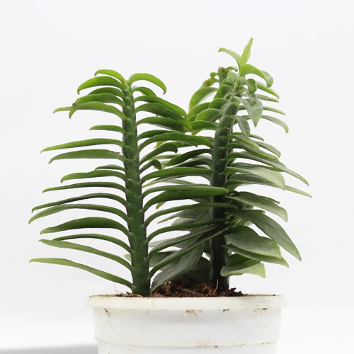 Pedilanthus Tithymaloides Nana Green Plant Plants For Decor | Decor | Plants | Indoor Plants