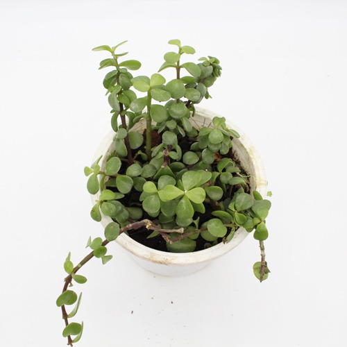 Jade Small Green Plant | Plants For Home And Office | Indoor Plants