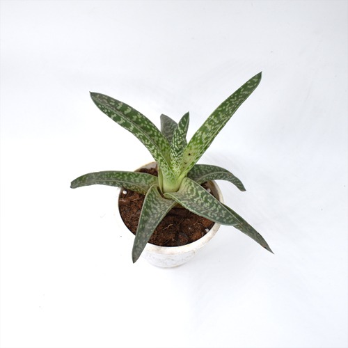 Golnialoe Variegata | Tiger Aloe | Tiger Aloe Plant | Indoor Plant