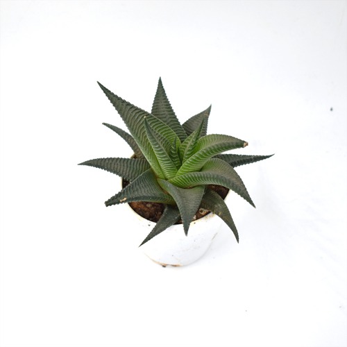 Haworthiopsis Limifolia Plant | Plants For Decor | Decor | Plants | Indoor Plants