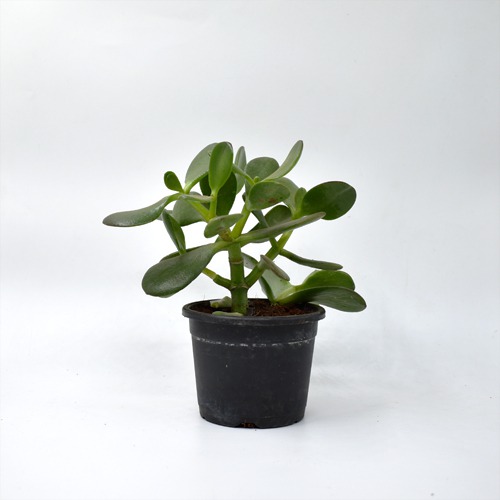 Jade Crassula Ovata Jade Plant | Lucky Plant Jade Plant Crassula ovata, Friendship Tree, Indoor Green Live Table Plant