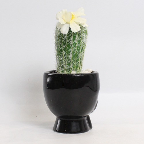 Artificial Cactus Black Pot | Artificial Plant with Pot Artificial Plants for Home Decor Decorative Plants Artificial Flowers with Pot